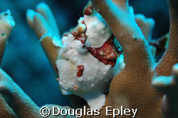 frogfish taken at tuluk maya, wakatobi dive resort, nikon... by Douglas Epley 